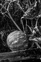 Watlington Allotments